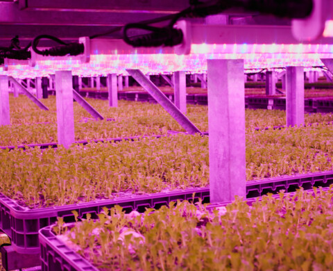 Jones Food Company – Vertical Farm Racking