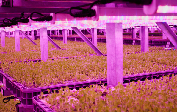 Vertical Farm Racking