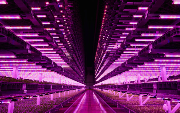 Vertical Farm Fit‑Out